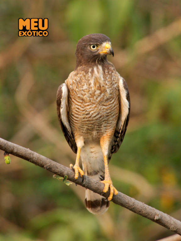 Gavião-carijó (Rupornis magnirostris) - Meu Exótico