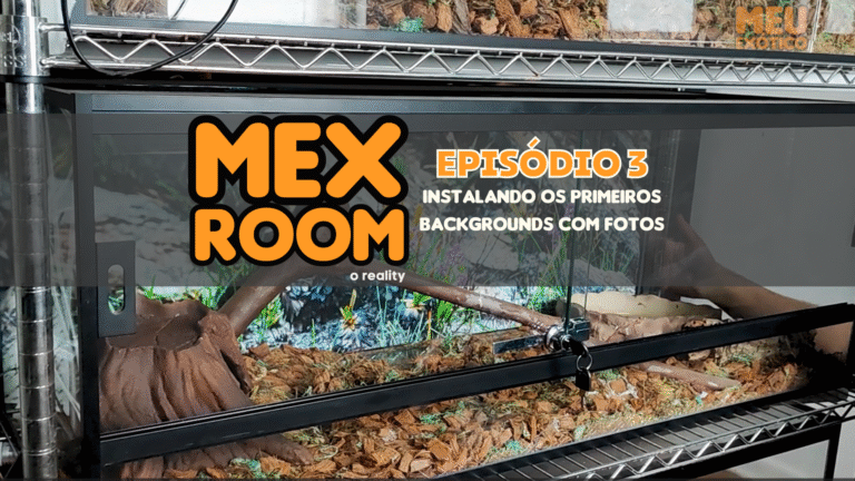 MEXRoom, o reality! Episódio 3: Instalando os primeiros backgrounds com fotos