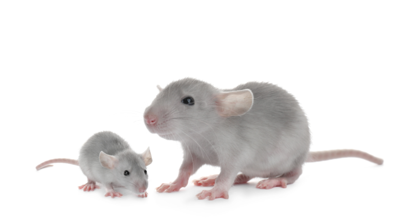 Pesquisa mostra que a composição nutricional de ratos e camundongos muda conforme o crescimento, reforçando a importância de escolher a presa certa para cada fase da vida do predador